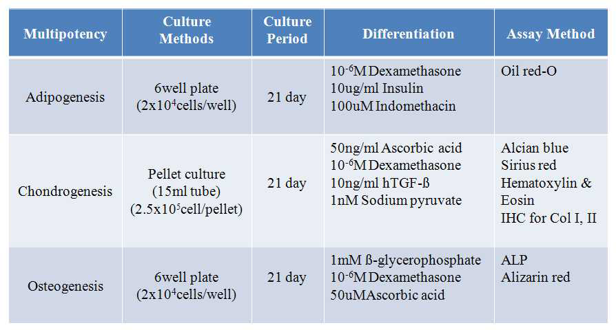 골수유래 중간엽줄기세포의 multipotency 확인 방법