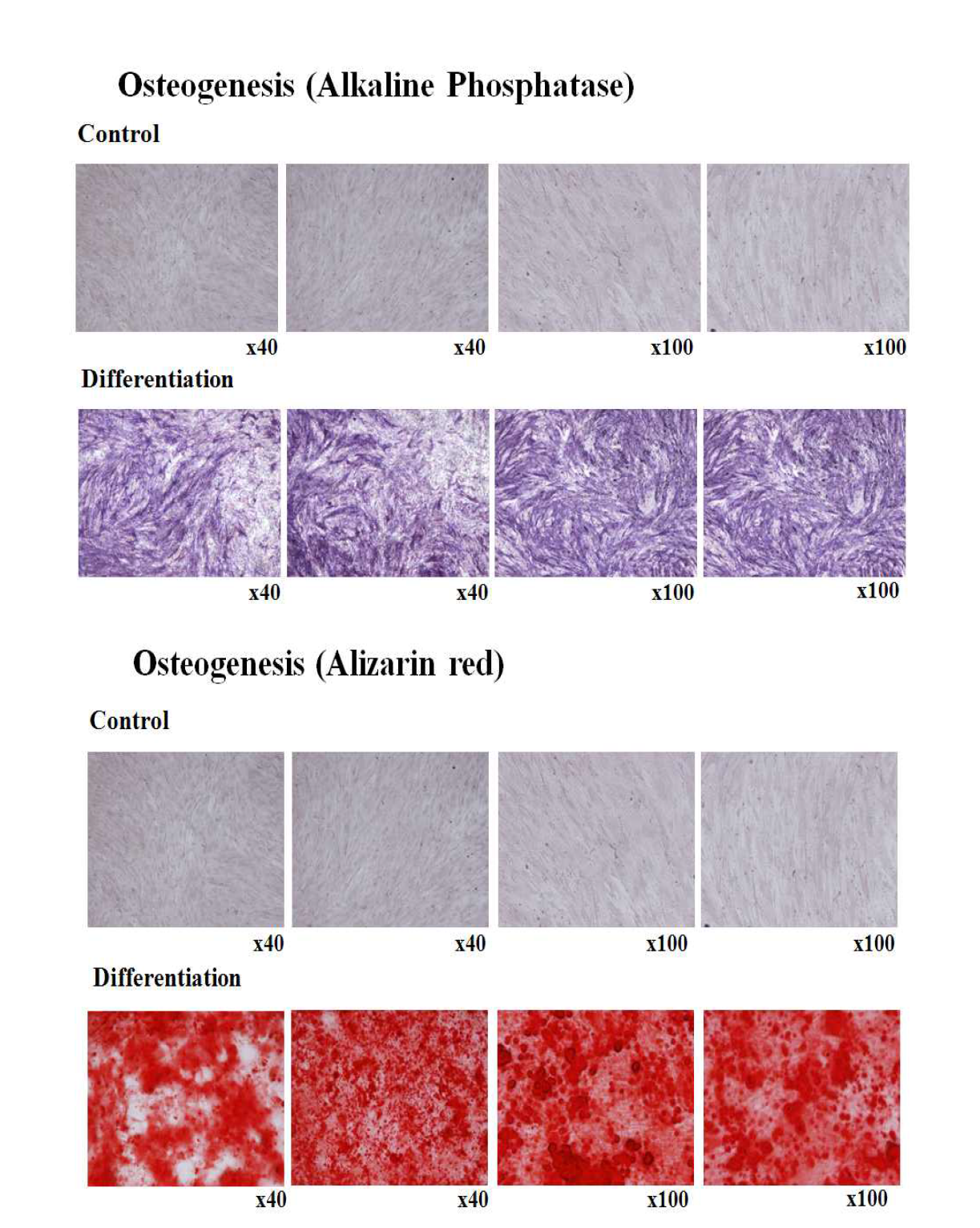 골수유래 중간엽줄기세포의 Osteogenesis 확인