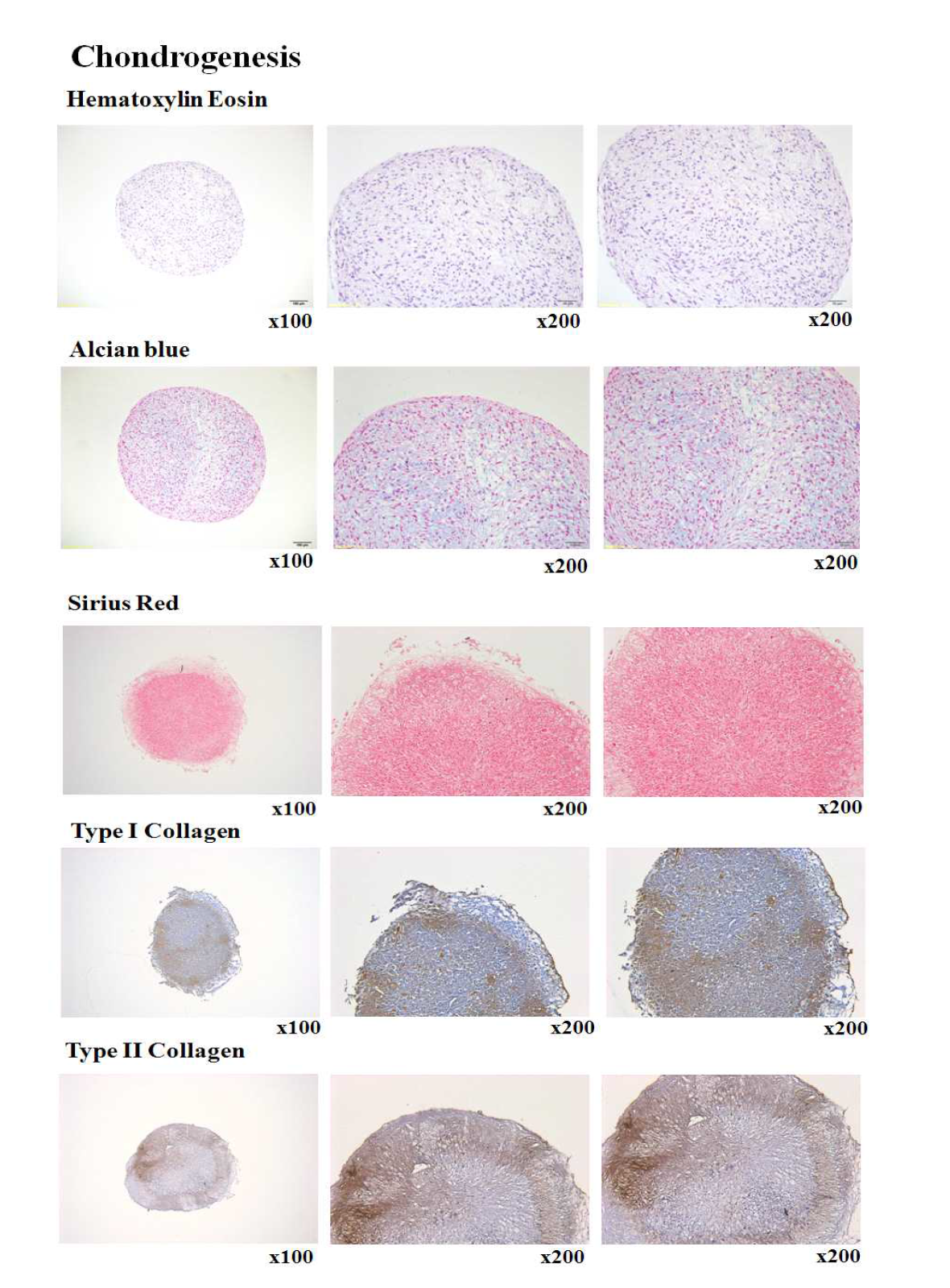 골수유래 중간엽줄기세포의 Chondrogenesis 확인
