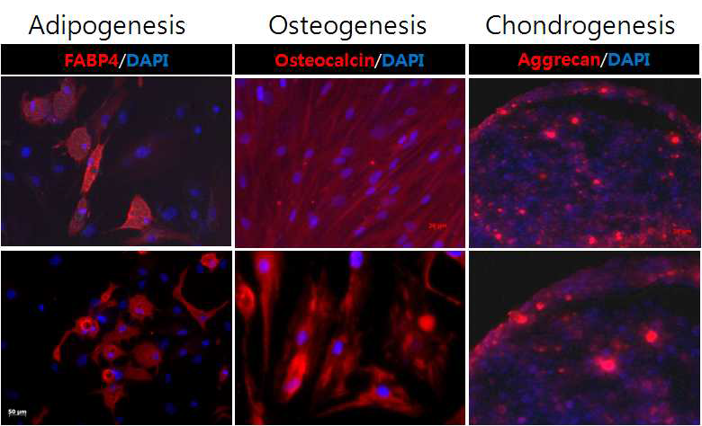 지방유래 중간엽줄기세포의 multipotency 확인