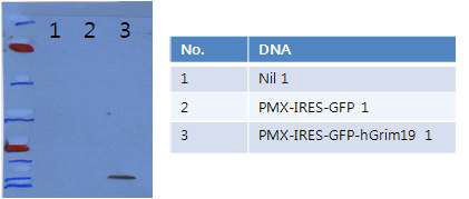 Grim19 유전자 도입된 중간엽줄기세포에서 Grim19 과발현 확인
