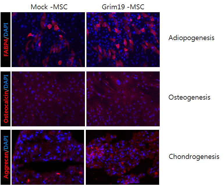 Grim19 유전자 도입된 중간엽줄기세포의 정상적인 multipotency 확인