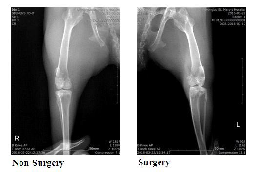 ligament와 반월상연골판 제거술을 이용하여 골관절염 유도한 x-ray 결과