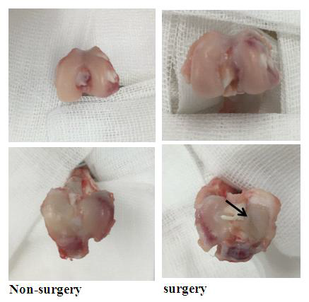 ligament와 반월상연골판 제거술 8주후의 육안적 관찰