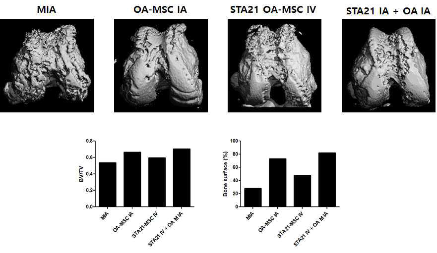 STA21 처리된 OA-MSC의 혈관 내 및 OA-MSC의 관절강 내 동시 투여에 연골 손상 억제 효과