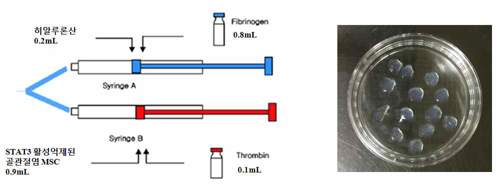 생체적합물질 매개체인 히알루론산과 STAT3활성 MSC의 혼합비