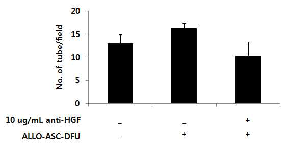 ALLO-ASC-DFU의 혈관형성 촉진능력에 HGF가 미치는 영향