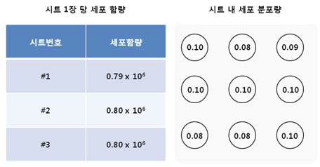 ALLO-ASC-DFU의 균질성, 시트내 세포 분포도 WST-1 흡광도값