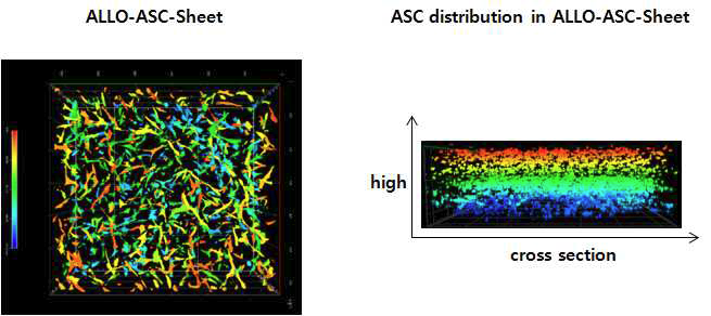 ALLO-ASC-DFU를 공초점현미경으로 촬영하여 얻은 3차원 영상.