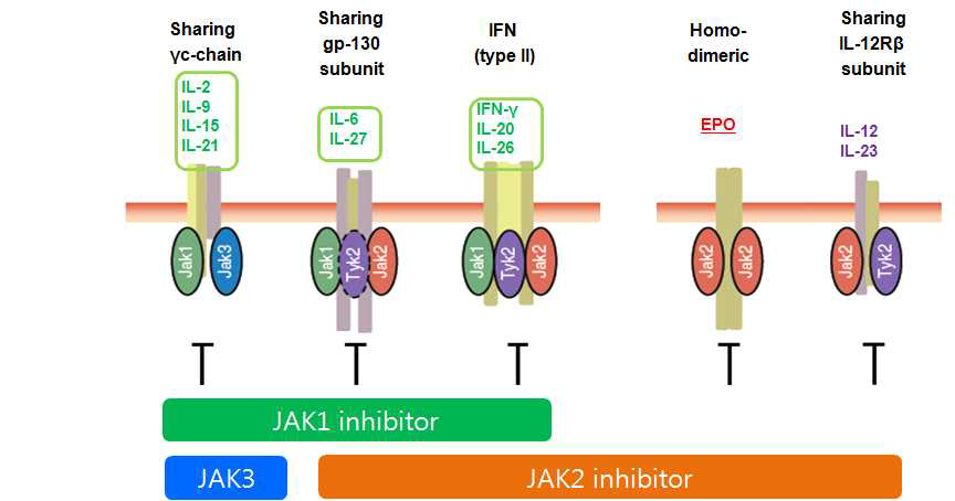 선택적인 JAK1 억제와 Cytokine