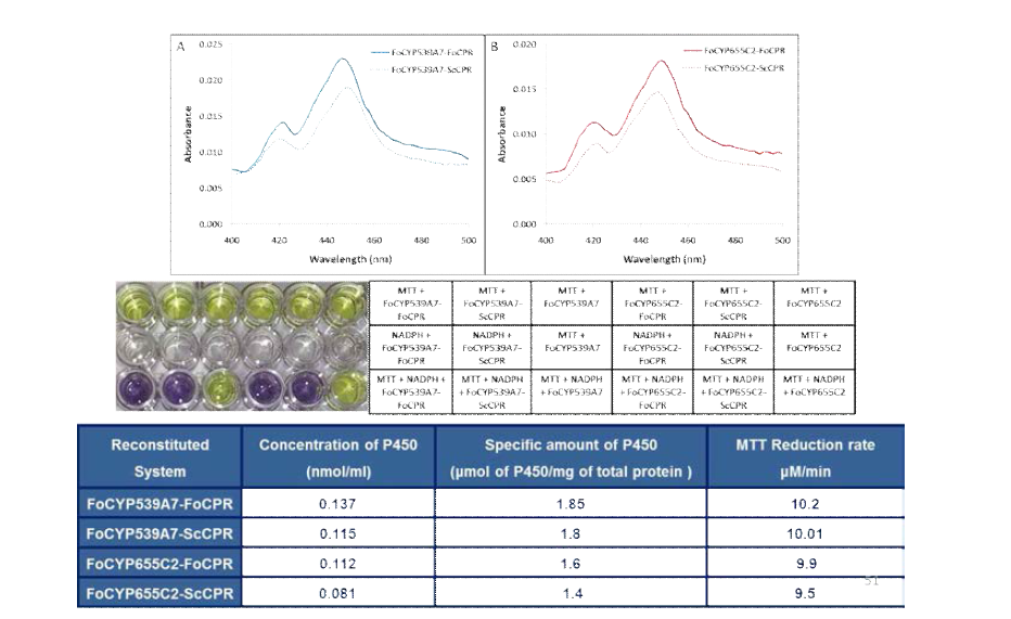 Determination of expression levels of P450 and CPR in the heterologous and homologous reconstituted systems.