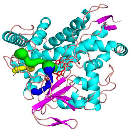 CYP153A33의 예측된 단백질 구조 및 활성 부위 예측 결과