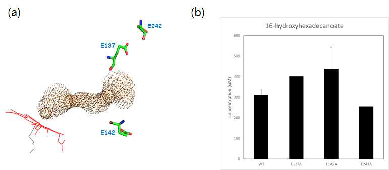 (a) CYP153A33 활성부위에 존재하는 glutamate의 위치 (b) glutamate의 alanine 치환 결과 ([S]0=1mM palmitic acid, 6hr)