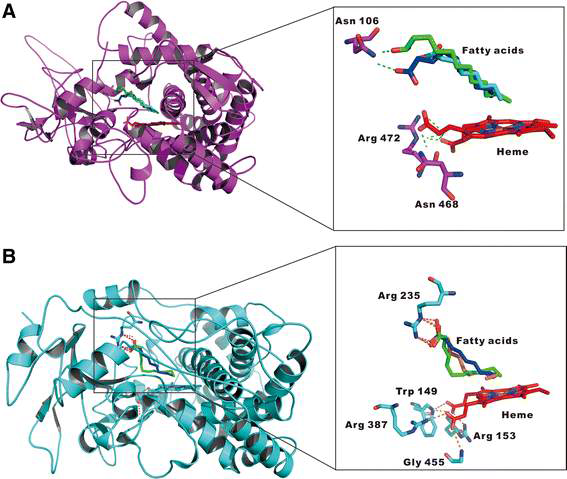 (A) Superimposition of docked complexes of caprylic acid (cyan stick), capric acid (blue stick), and lauric acid (green stick) in the active site of FoCYP539A7 (pink ribbons). (B) Superimposition of docked complexes of capric acid (blue stick), lauric acid (green stick) and myristic acid (orange sticks) in the active site of FoCYP655C2 (cyan ribbons)