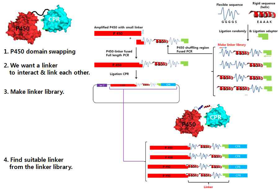 flexible/rigid-helix linker sequence를 이용한 artificial SSF CYP 제작 전략