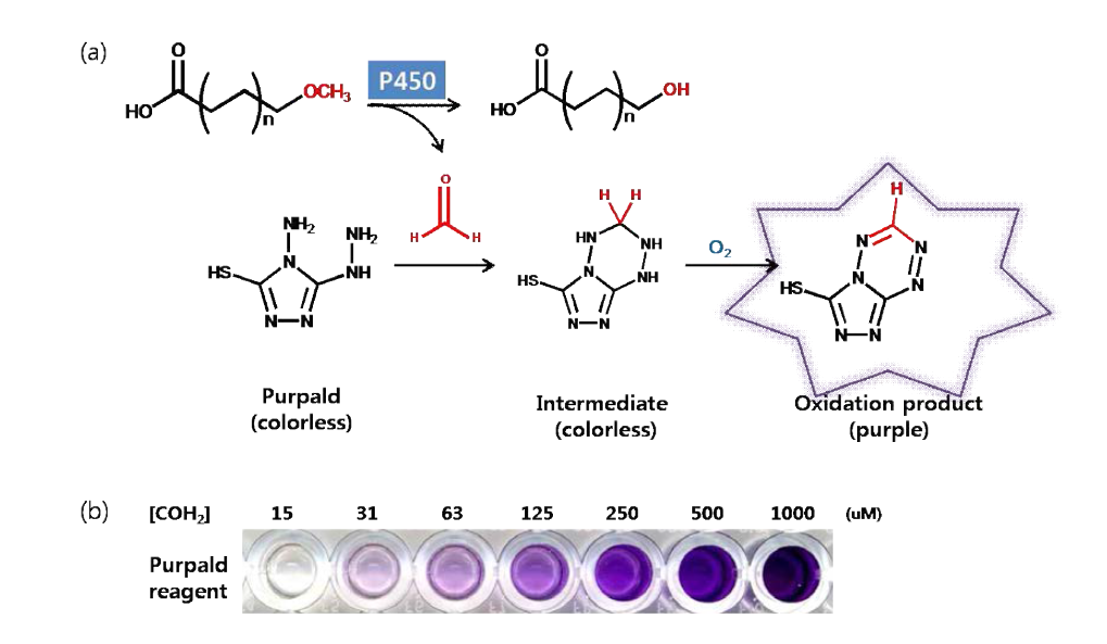 고속 스크리닝 기법 (a) P450의 demethylation 반응에 의한 aldehyde 생성 및 검출 시약 (b) aldehyde 농도에 따른 검출시약의 색변화