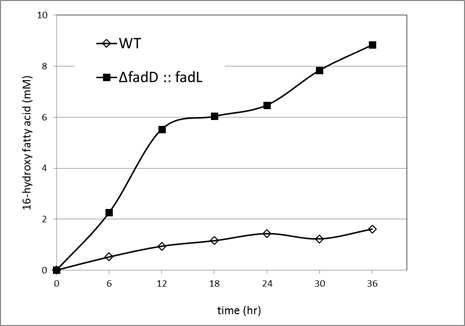 CYP153A33을 이용한 fed-batch 반응 결과, [S]0=10mM