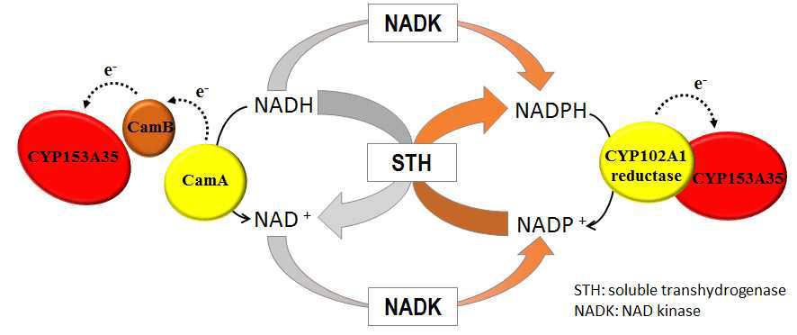NADPH 과생산을 위한 세포 내 도입 효소 및 모식도