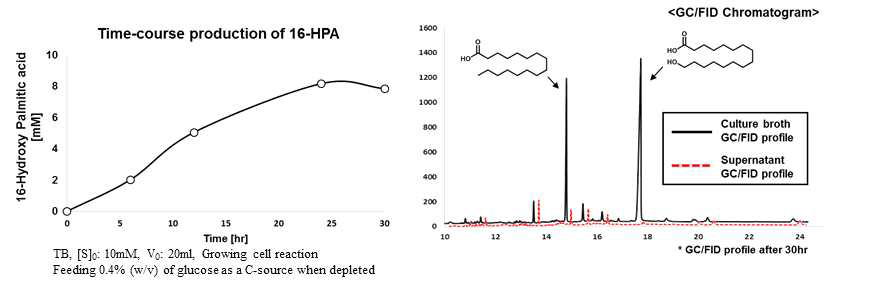 w-hydroxy palmitic acid 생산 profile 및 배양액과 상등액 분석 결과
