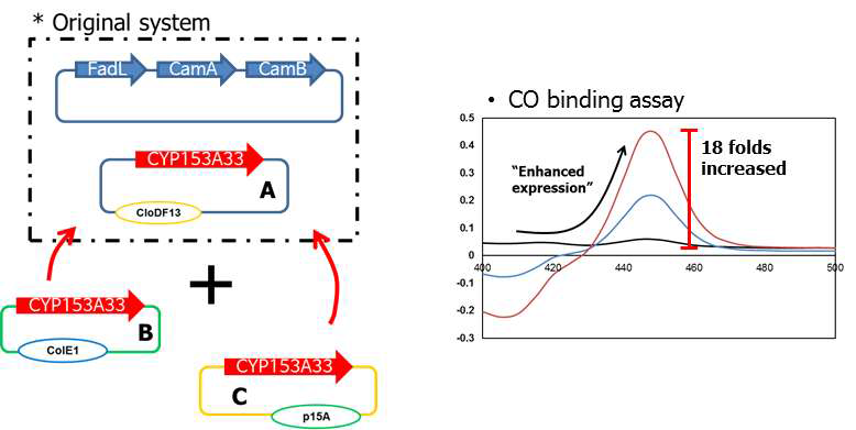 세포 내 P450 효소 발현을 증가시키기 위한 전략 및 CO binding assay를 통한 P450 정량