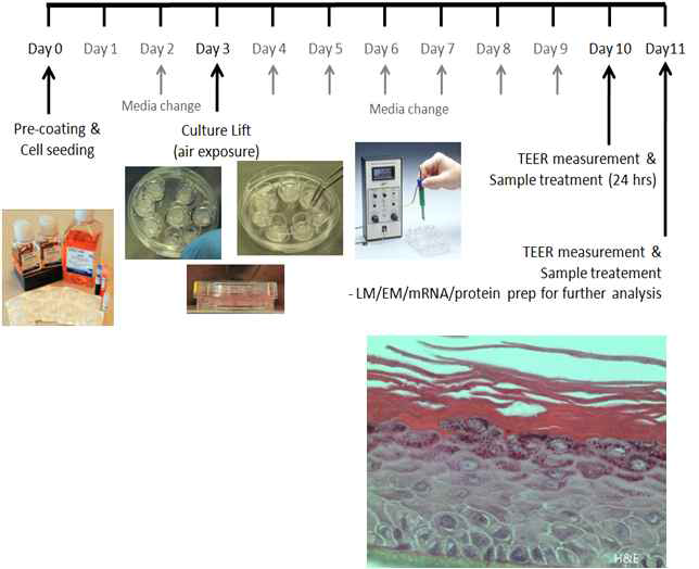 피부세포의 3D culture system 구축