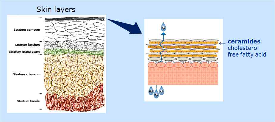 Human 피부 각질층의 구조와 Ceramide의 기능 및 역할