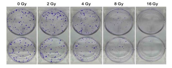 양성자빔을 조사한 세포의 clonogenic cell survival의 감소.