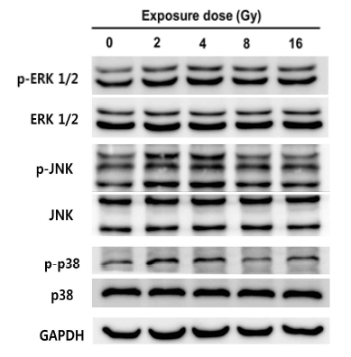 MAPKs 의 인산화에 대한 양성자빔의 영향