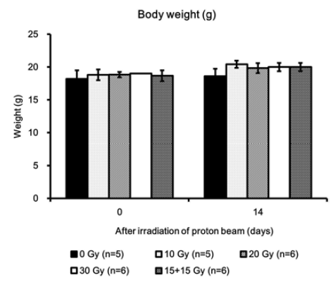 양성자빔 조사 후 유방암 유도 실험동물의 체중 변화