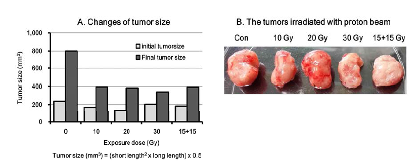 양성자빔 조사에 의한 종양의 크기변화