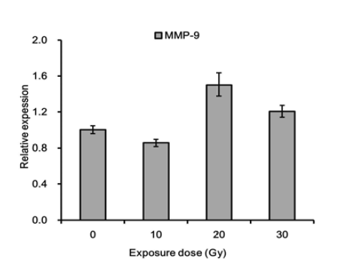 양성자빔 조사에 의한 MMP-9 유전자 발현 변화