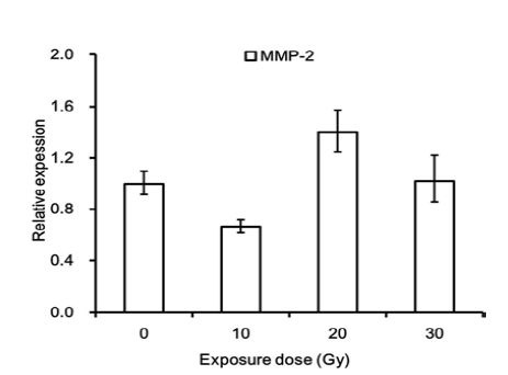 양성자빔 조사에 의한 MMP-2 유전자 발현 변화