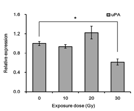 양성자빔 30 Gy 단회조사에 의한 uPA 유전자 발현 변화.