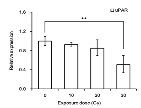 양성자빔 30 Gy 단회조사에 의한 uPAR 유전자 발현 변화.