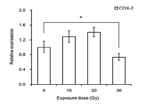 양성자빔 30 Gy 단회조사에 의한 COX-2 유전자 발현 변화.