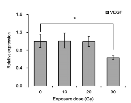 양성자빔 30 Gy 단회조사에 의한 VEGF 유전자 발현 변화.