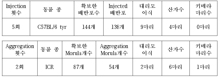 C57BL/6 tyr mice를 이용한 Tmem86a cell Injection or Aggregation