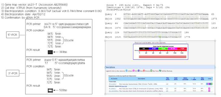 mutant gene의 mutnat mRNA 염기서열 분석 결과 및 유전 자트랩 벡터의 확인