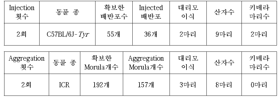 C57BL/6J-Tyrmouse를 이용한 15-55(Tor1a) cell Injection or Aggregation