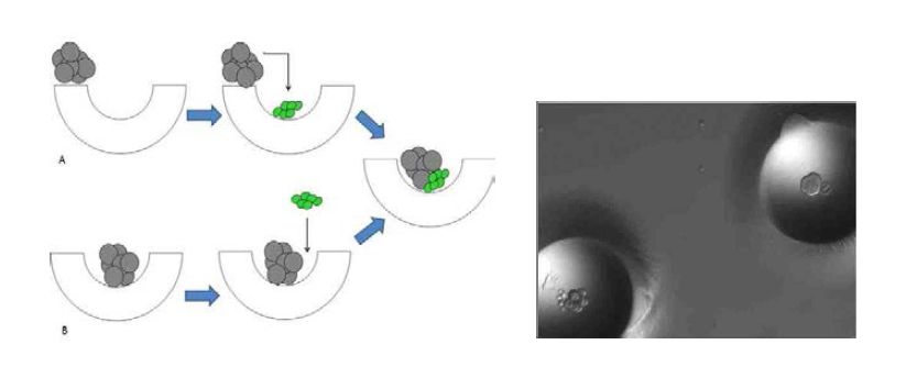 aggregated ES cells and embryo