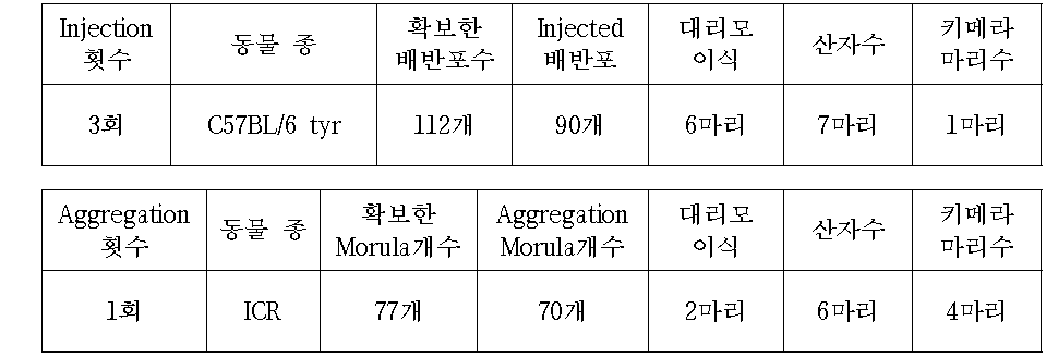 C57BL/6 tyr mice를 이용한 Adcy8 cell Injection or Aggregation