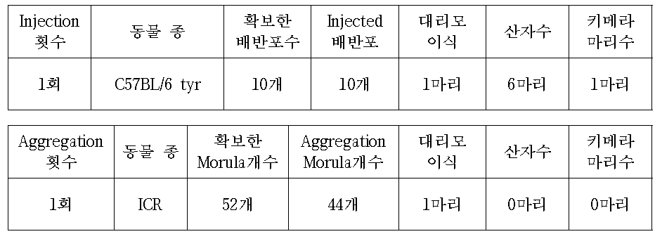 C57BL/6 tyr mice를 이용한 Apobec3 cell Injection or Aggregation