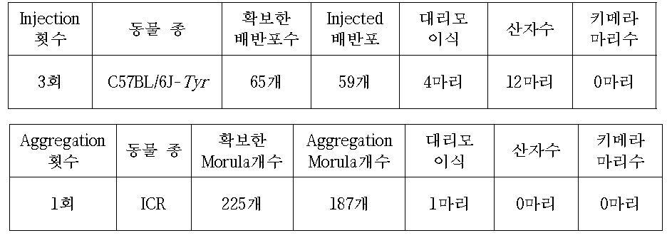 C57BL/6J-Tyr mouse를 이용한 Ccnb2 cell Injection or Aggregation