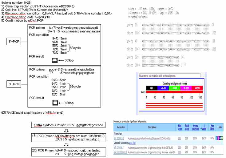mutant gene의 mutant mRNA 염기서열 분석 결과 및 유전자트랩 벡터의 확인