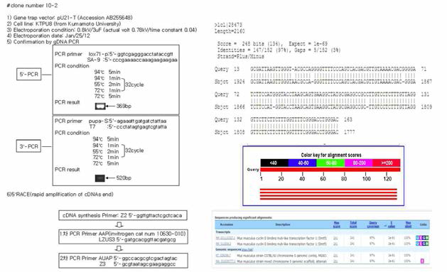 mutant gene의 mutant mRNA 염기서열 분석 결과 및 유전자트랩 벡터의 확인