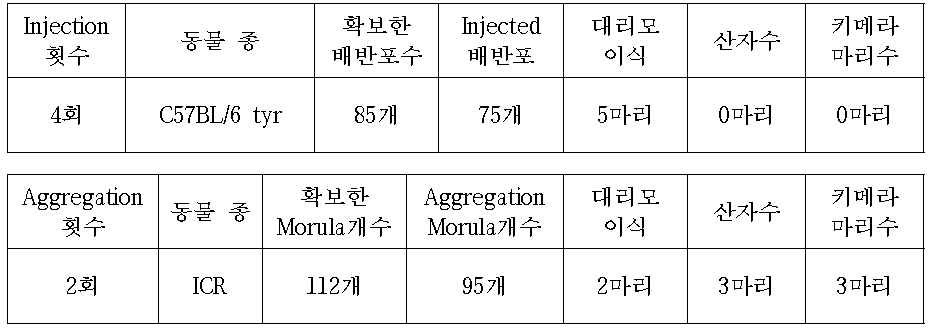C57BL/6 tyr mice를 이용한 E2f8 cell Injection or Aggregation