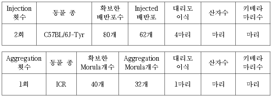 C57BL/6J-Tyr mouse를 이용한 Erap1-E11 cell Injection of Aggregation