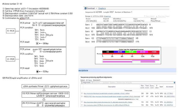 mutant gene의 mutant mRNA 염기서열 분석 결과 및 유전자트랩 벡터의 확인