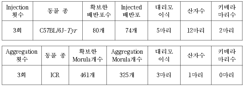 C57BL/6J-Tyr mouse를 이용한 Frk cell Injection or Aggregation