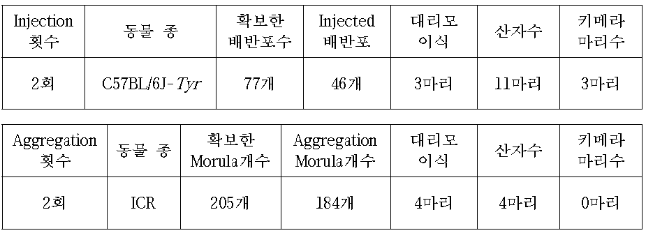 C57BL/6J-Tyr mouse를 이용한 Irx6 cell Injection or Aggregation